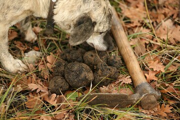 TRUFFLE DOG, TRUFFLE GATHERING, DROME IN SOUTH EAST OF FRANCE