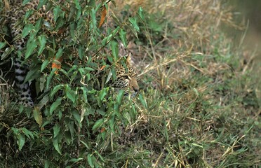 LEOPARD panthera pardus, ADULT CAMOUFLAGED IN LONG GRASS, KENYA