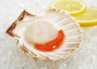 FRESH SCALLOP pecten maximus WITH YELLOW LEMON ON ICE