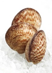 DOG COCKLE SHELL glycymeris glycymeris ON ICE