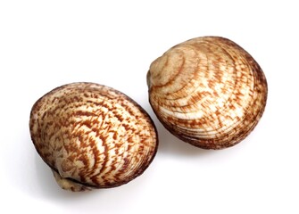 DOG COCKLE SHELL glycymeris glycymeris AGAINST WHITE BACKGROUND