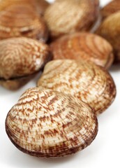 DOG COCKLE SHELL glycymeris glycymeris AGAINST WHITE BACKGROUND