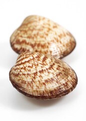 DOG COCKLE SHELL glycymeris glycymeris AGAINST WHITE BACKGROUND