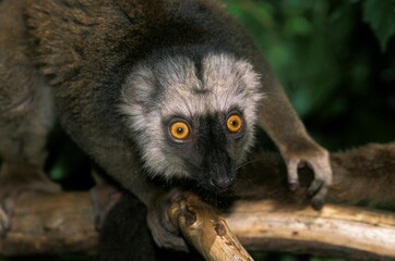 WHITE FRONTED BROWN LEMUR eulemur fulvus albifrons, PORTRAIT OF MALE