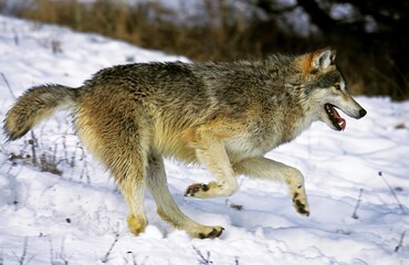 Fototapeta na wymiar NORTH AMERICAN GREY WOLF canis lupus occidentalis, ADULT RUNNING ON SNOW, CANADA