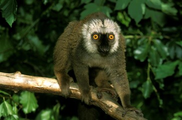 WHITE FRONTED BROWN LEMUR eulemur fulvus albifrons, MALE STANDING ON BRANCH