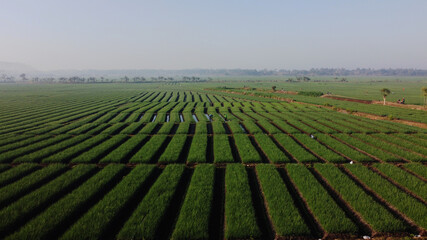 the beauty of the onion fields in the morning