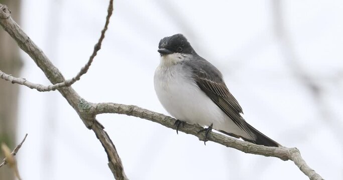 View of a Eastern Kingbird, Tyrannus tyrannus, perched on branch 4K