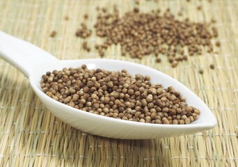 CORIANDER SEEDS coriandrum sativum IN A SPOON