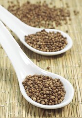 CORIANDER SEEDS coriandrum sativum IN A SPOON