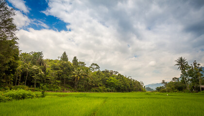 A lush green rice paddy on the island of samosir, Lake Toba, Sumatra, Indonesia