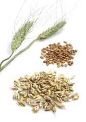WHEAT GRAINS FOR FLOUR