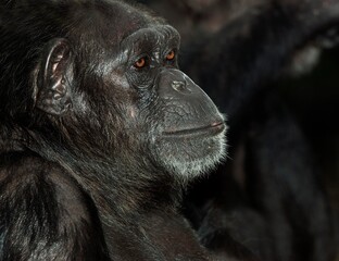 CHIMPANZEE pan troglodytes, PORTRAIT OF ADULT