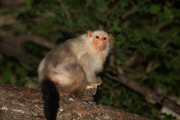 SILVERY MARMOSET mico argentatus, FEMALE STANDING ON BRANCH