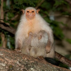 SILVERY MARMOSET mico argentatus, FEMALE WITH BABY