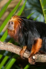GOLDEN HEADED LION TAMARIN leontopithecus chrysomelas, ADULT STANDING ON BRANCH