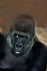 Obraz premium EASTERN LOWLAND GORILLA gorilla gorilla graueri, PORTRAIT OF ADULT