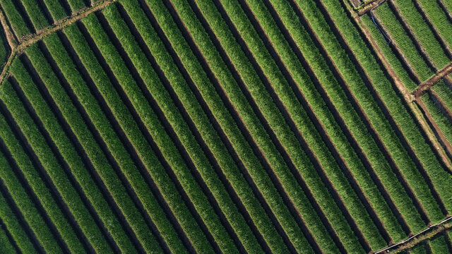 top view of onion fields forming a pattern