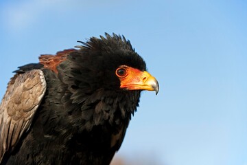 BATELEUR EAGLE terathopius ecaudatus, ADULT
