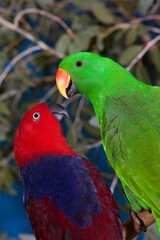ECLECTUS PARROT eclectus roratus, MALE AND FEMALE