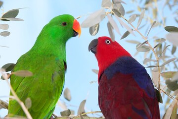 ECLECTUS PARROT eclectus roratus, MALE AND FEMALE