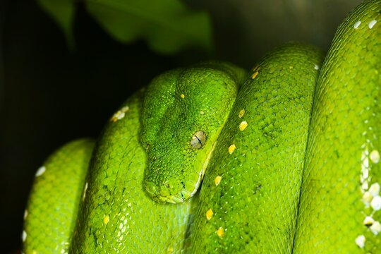 GREEN TREE PYTHON morelia viridis, ADULT