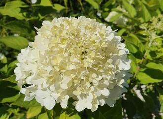 białe kwiaty 