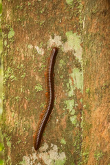 The Giant Millipede climbing a tree in Taman Negara Rainforest