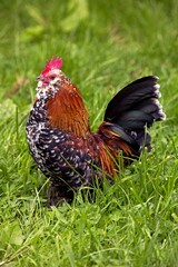 COCK BARBU D'UCCLE MILLE FLEURS, A BELGIUM BREED