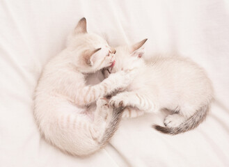 Small cute kittens relax on white sheets. Baby cat. Cute white kittens. Tender and lovely. White kittens playing with each other. Best friends. Cat family. Pets concept. Share love. Cozy home