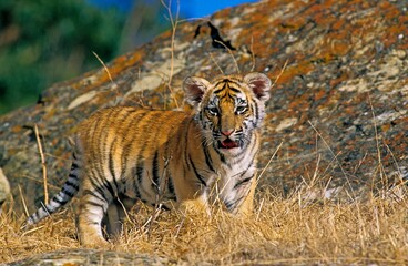 Fototapeta na wymiar BENGAL TIGER panthera tigris tigris, CUB