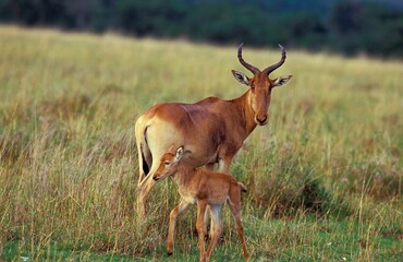 HARTEBEEST alcelaphus buselaphus, FEMALE WITH CALF, MASAI MARA IN KENYA