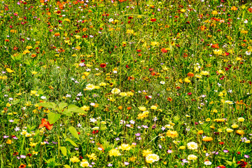 Wiese mit Sommerblumen