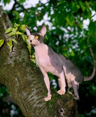Obraz premium SPHYNX DOMESTIC CAT, FEMALE STANDING IN TREE