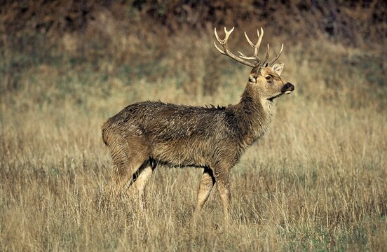 รูปภาพBarasingha – เลือกดูภาพถ่ายสต็อก เวกเตอร์ และวิดีโอ653 | Adobe Stock
