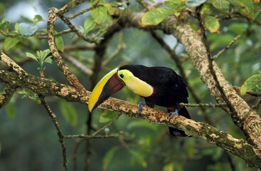 CHESTNUT-MANDIBLE TOUCAN ramphastos swainsonii, ADULT STANDING ON BRANCH, COSTA RICA