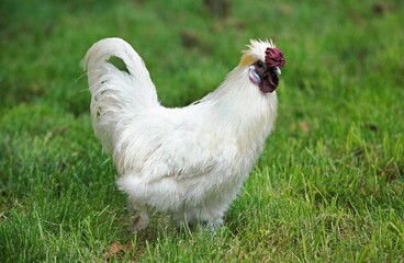 NEGRE SOIE CHICKEN, A FRENCH BREED, COCKEREL