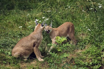 CARACAL caracal caracal, ADULT SNARLING