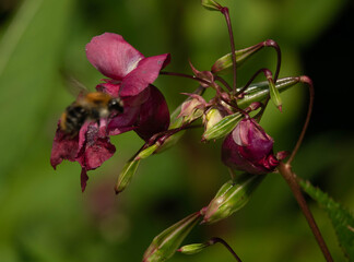 Kompozycja z kwiatów