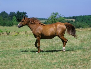 ANGLO ARAB HORSE, ADULT STANDING IN MEADOW