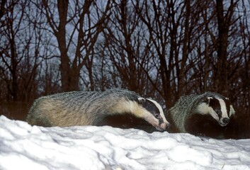 EUROPEAN BADGER meles meles, PAIR STANDING ON SNOW © slowmotiongli