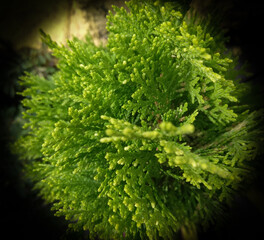 green leaves background