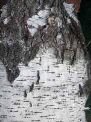 Fototapeta na wymiar cracked birch bark of old birch