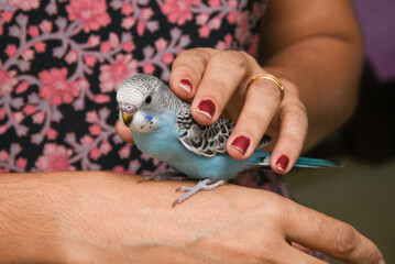 Young Indian woman taming budgie her pet love bird sitting on her hand, Kerala India. blue budgie. 