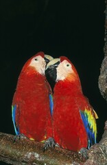 SCARLET MACAW ara macao, PAIR STANDING ON BRANCH © slowmotiongli