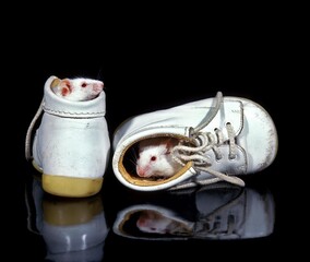 WHITE MOUSE mus musculus, PAIR PLAYING IN SHOES