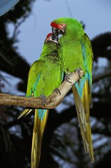 MILITARY MACAW ara militaris, PAIR BILLING © slowmotiongli
