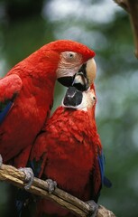SCARLET MACAW ara macao, PAIR BILLING