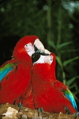 RED-AND-GREEN MACAW ara chloroptera, ADULTS BILLING © slowmotiongli
