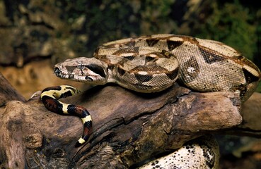 BOA CONSTRICTOR boa constrictor, ADULT